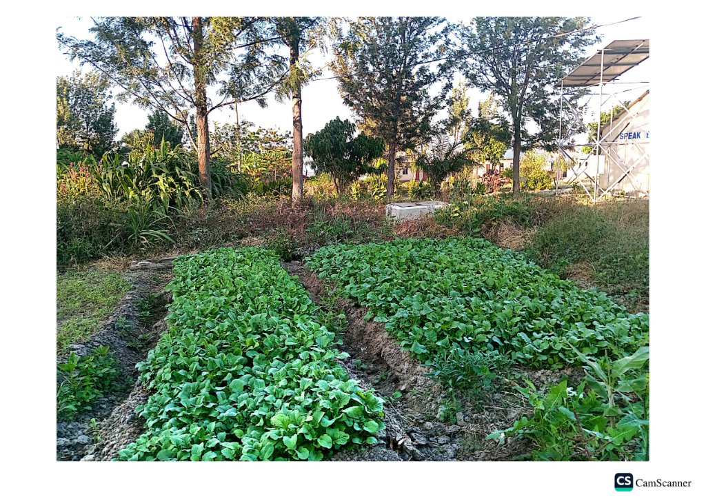 Vegetable Farming project showcasing future self-sufficiency initiatives