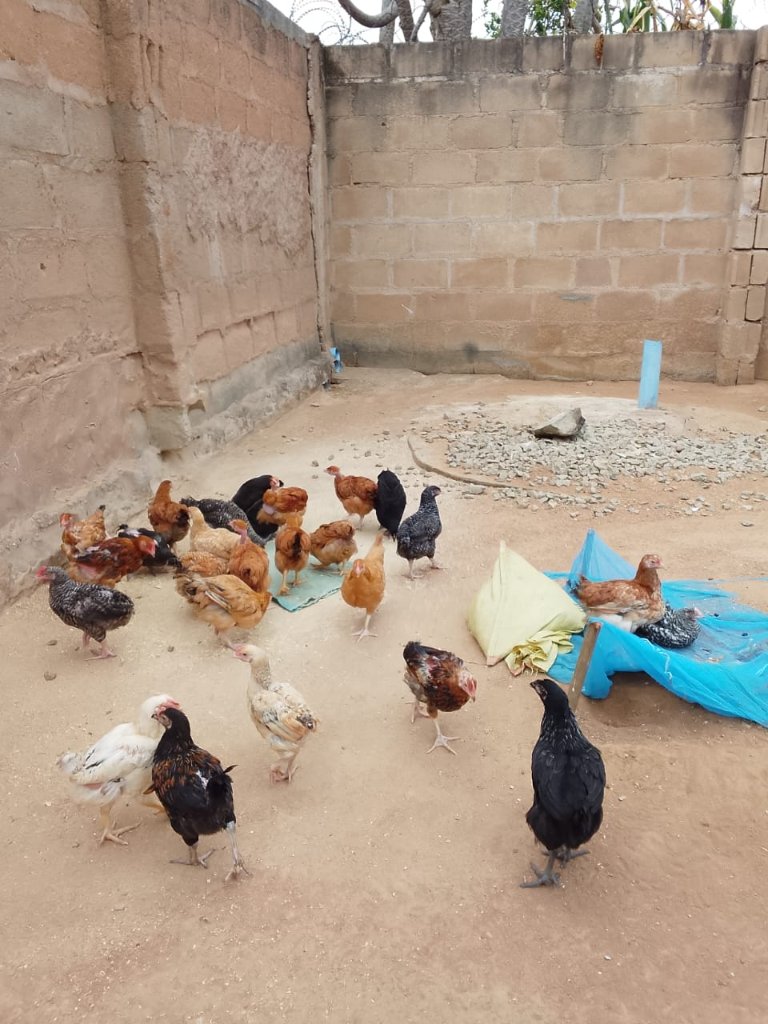 Animal Husbandry project showcasing future self-sufficiency initiatives